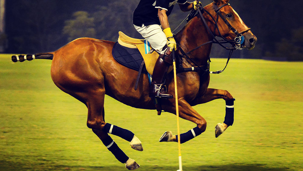 Sports | Polo, Argentine Polo Open Championship, November, Buenos Aires, Argentina