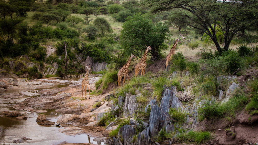 Make Four Seasons your Safari home this August with a new private villa experience