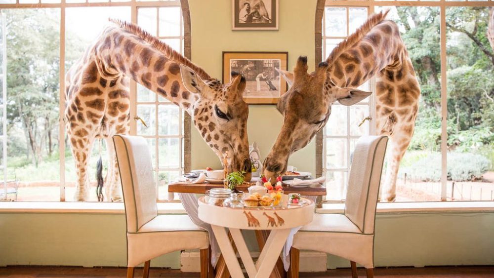 Explore a resident herd of endangered giraffes at Giraffe Manor, Nairobi
