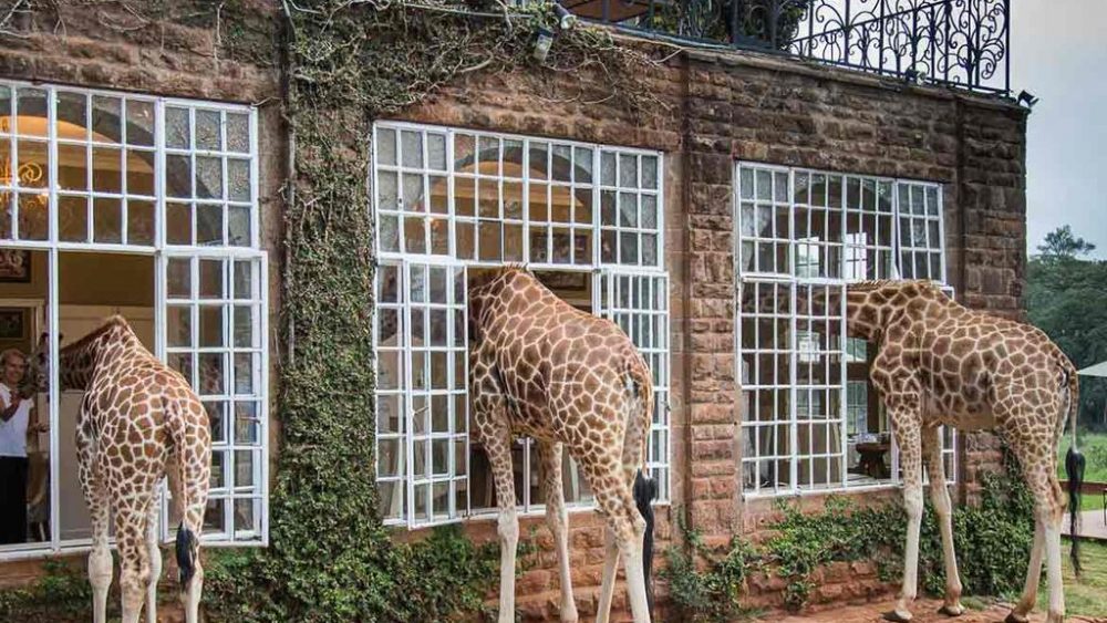Explore a resident herd of endangered giraffes at Giraffe Manor, Nairobi