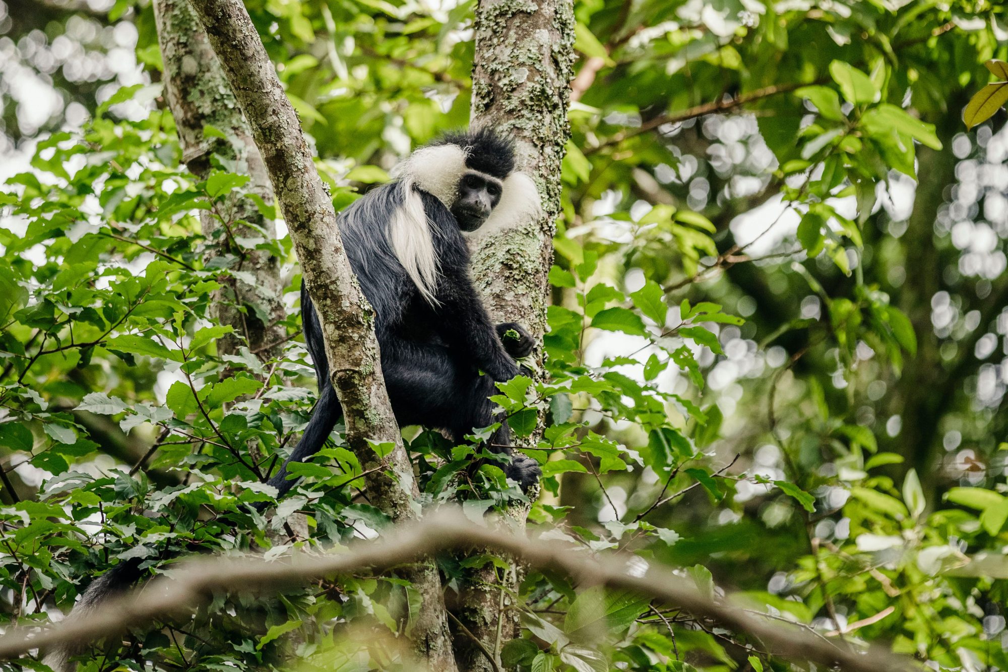Discover the private sanctuary of One&Only Gorilla’s Nest