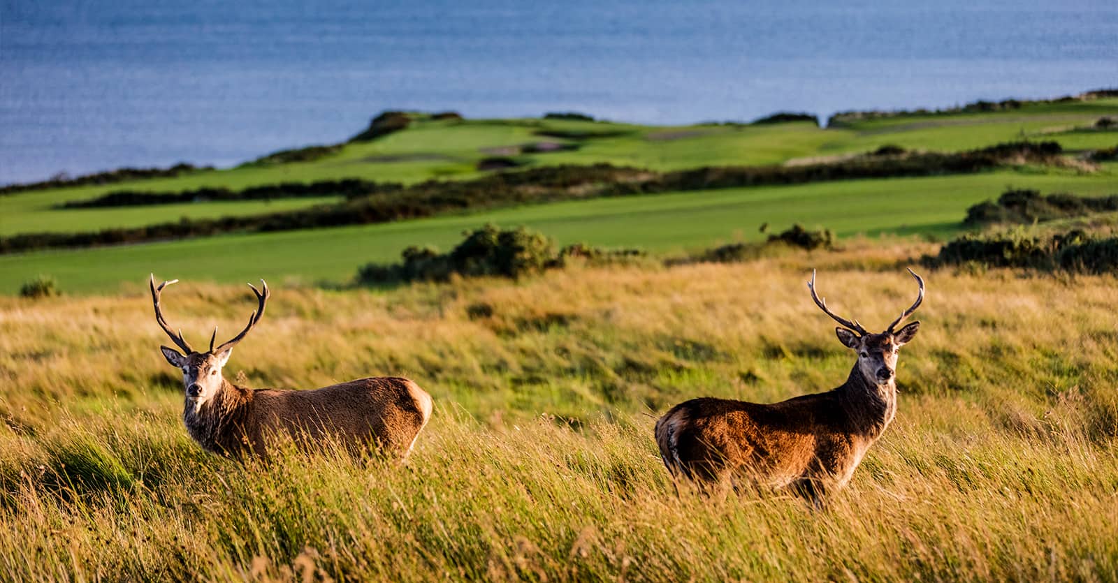 Ardfin Estate: A highland haven for nature and golf on the Isle of Jura