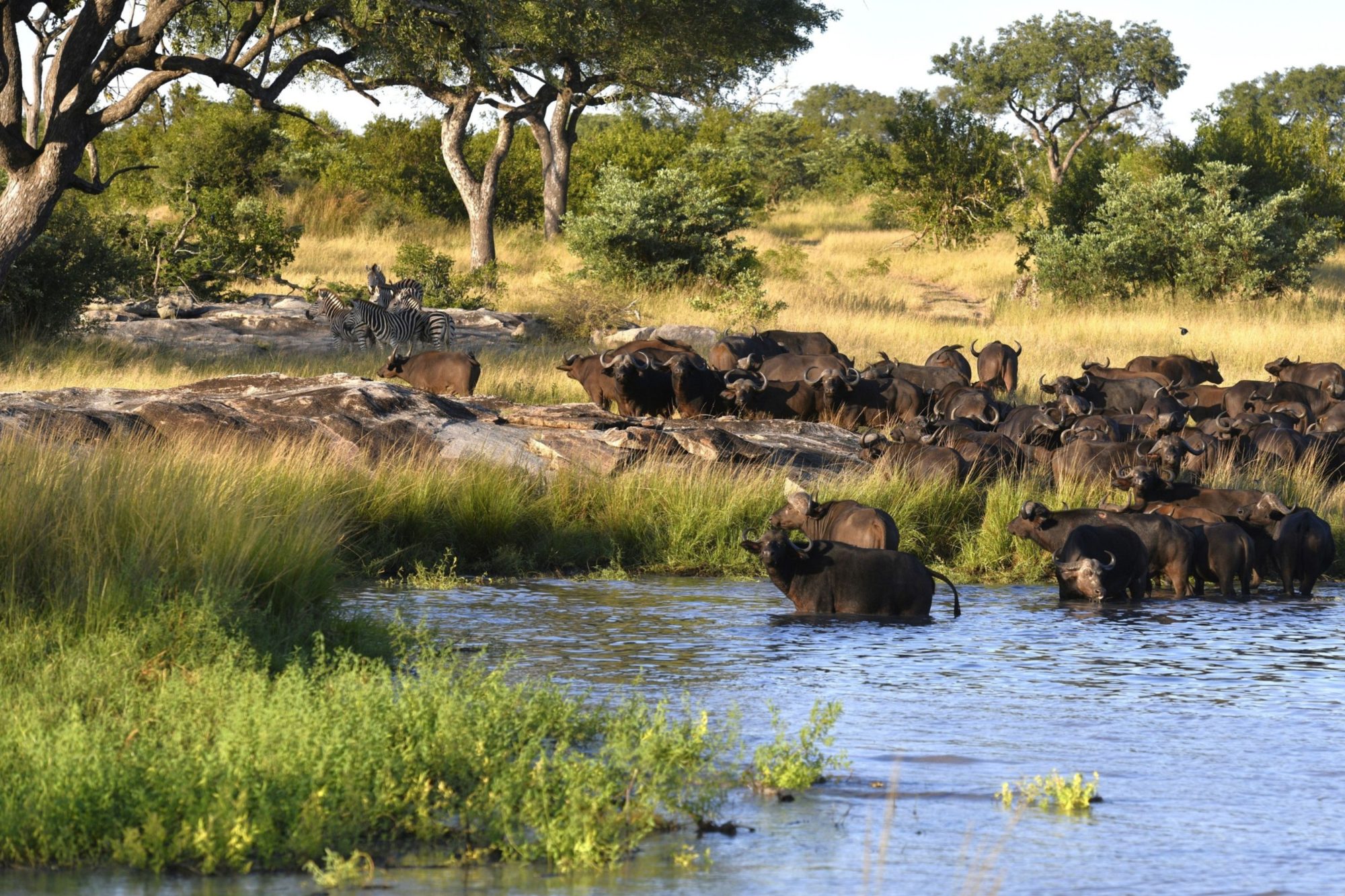 Cheetah Plains: Eco-luxury redefined in Sabi Sand’s exclusive safari lodge