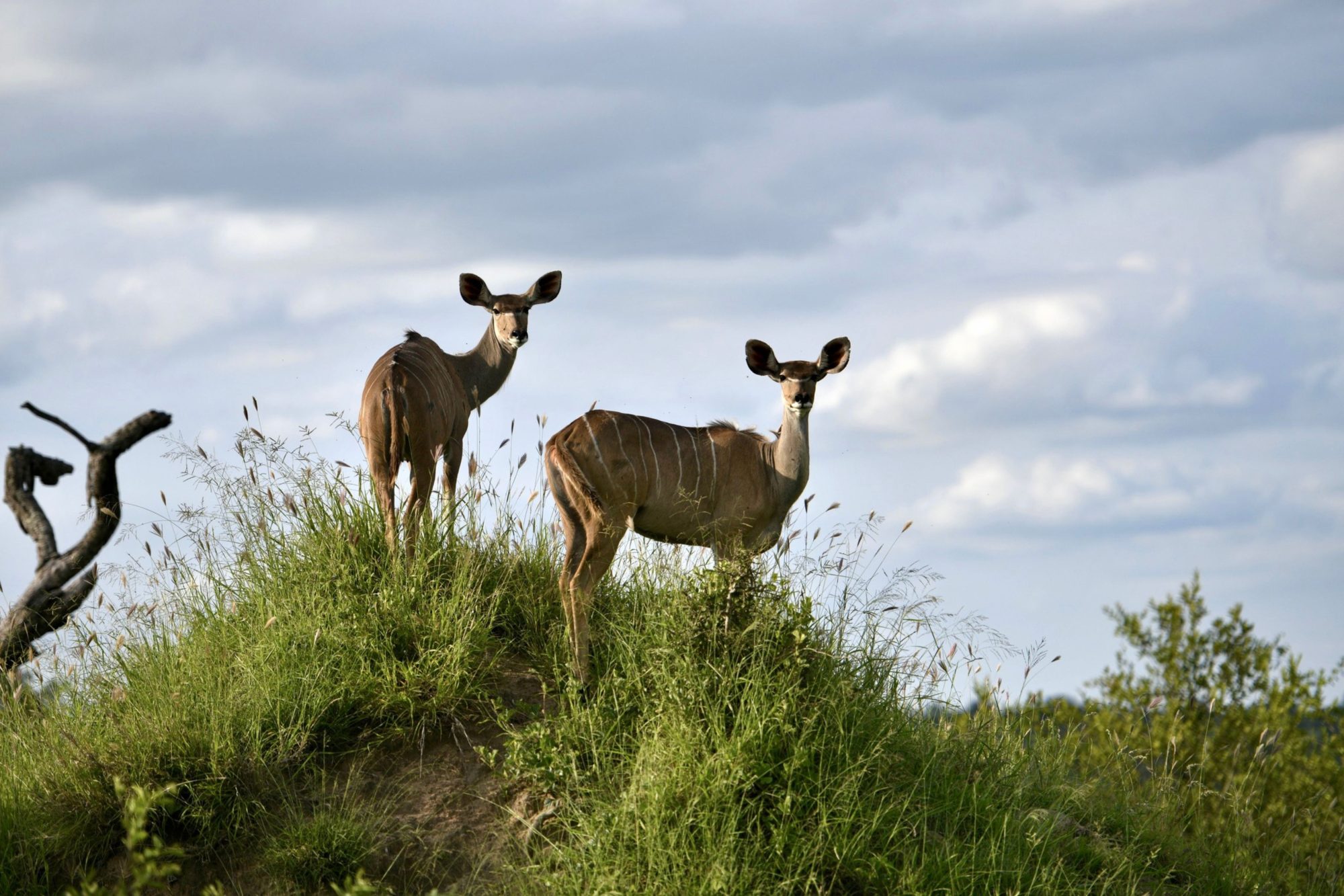 Cheetah Plains: Eco-luxury redefined in Sabi Sand’s exclusive safari lodge