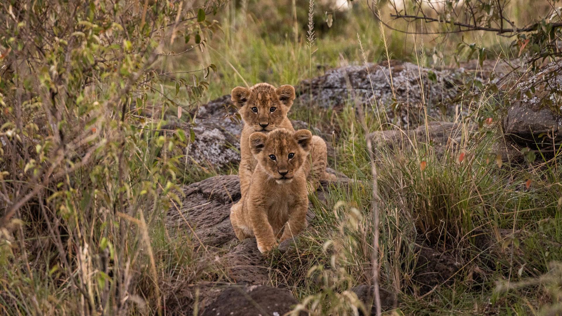 Explore the most wildlife-rich parts of the Mara ecosystem at Mahali Mzuri