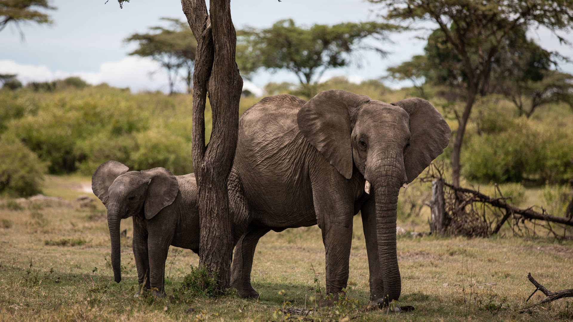 Explore the most wildlife-rich parts of the Mara ecosystem at Mahali Mzuri