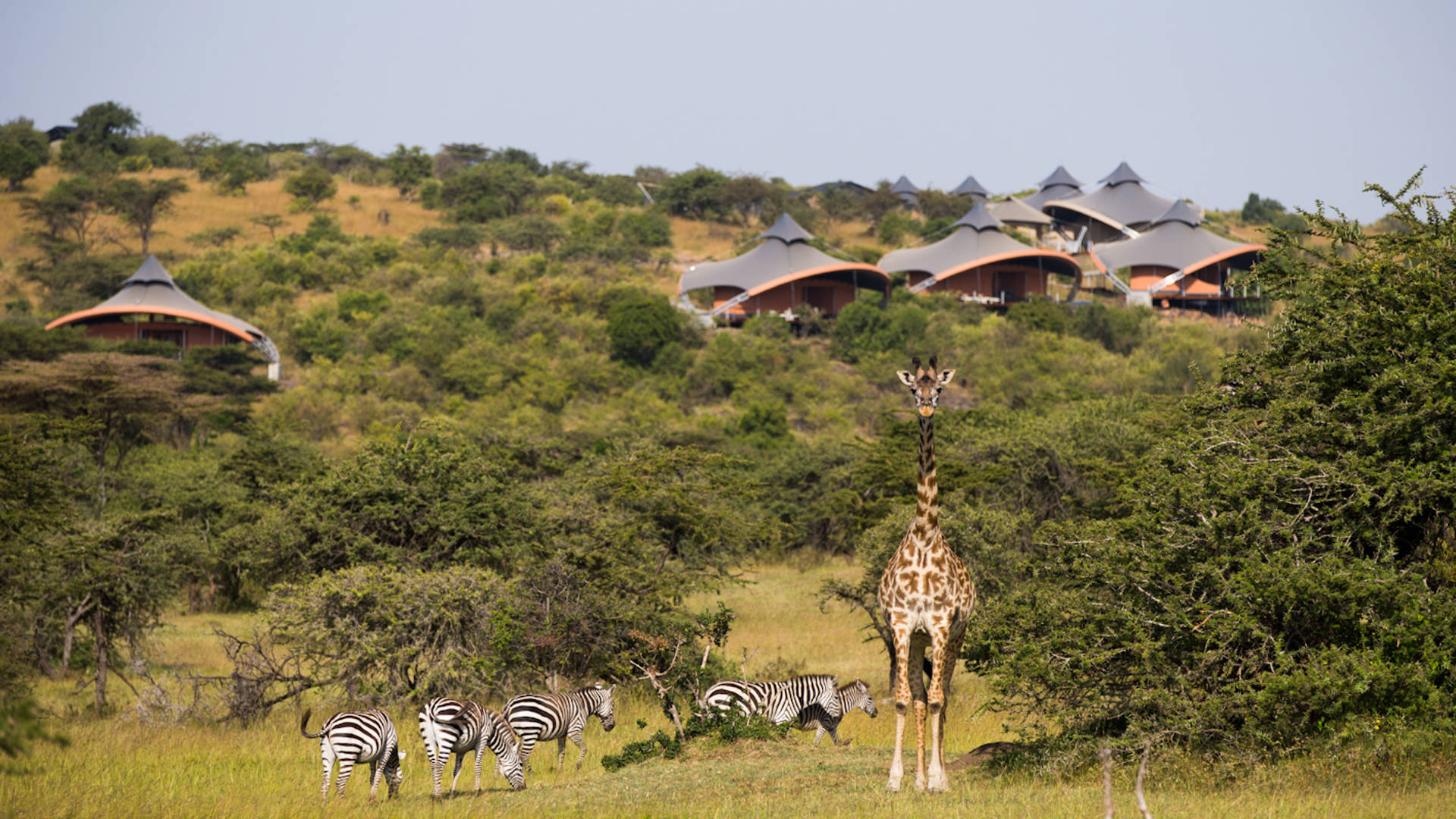 Explore the most wildlife-rich parts of the Mara ecosystem at Mahali Mzuri